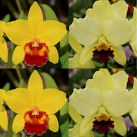 100mm Cattleya Orchid Seedling. SVO9985 (Pot. Little Toshie 'Gold Country' AM/AOS x Blc. Izumi Charm 'SVO'AM/AOS)
