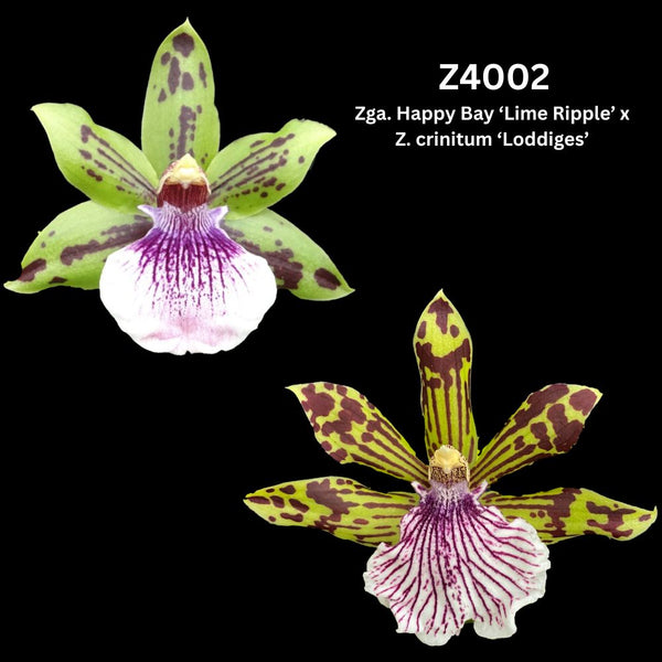Zygopetalum Orchid Z4002 (Zga. Happy Bay ‘Lime Ripple’ x Z. crinitum ‘Loddiges’)
