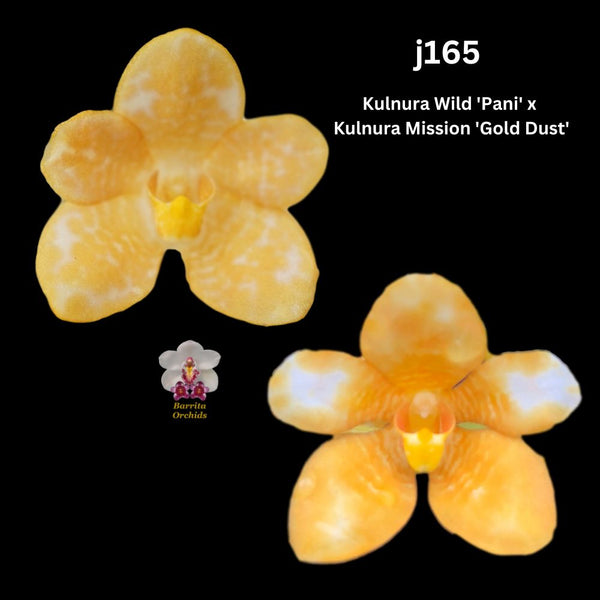 Sarcochilus Orchid Seedling. J165 (Kulnura Wild 'Pani' x Kulnura Mission 'Gold Dust')