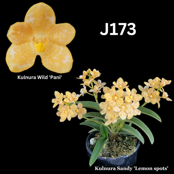 Sarcochilus Orchid Seedling. J173 (Kulnura Wild 'Pani' x Kulnura Sandy 'Lemon spots')