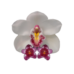 Barrita Orchids, Kulnura. Online retailers of orchid seedlings, wholesalers of orchid plants and flowers, provider of laboratory services and developer of new orchids