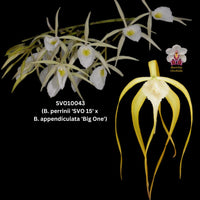 Cattleya Orchid Seedling SVO 10043t (B. perrinii 'SVO 15' x B. cucullata '4')