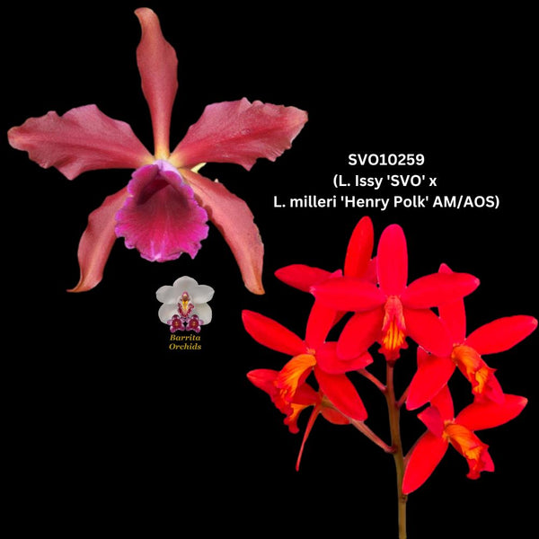 Cattleya Orchid Seedling SVO 10259 Lc. Issy 'SVO' HCC/AOS x L. milleri 'Henry Polk' AM/AOS)