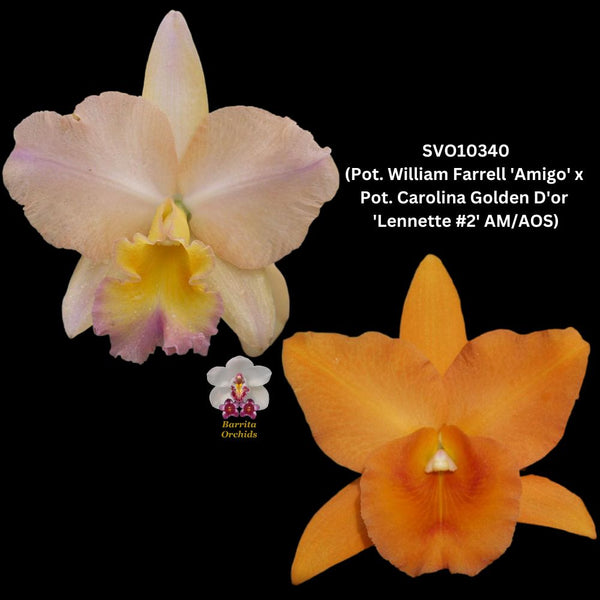 Cattleya Orchid Hybrid SVO10340 (Pot. William Farrell 'Amigo' HCC/AOS x Blc. Carolina Golden D'or 'Lenette #2' AM/AOS)