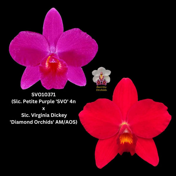 Cattleya Orchid Seedling SVO 10371 (Slc. Petite Purple 'SVO' 4n x Slc. Virginia Dickey 'Diamond Orchids' AM/AOS)