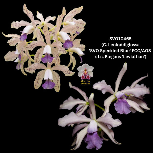 Cattleya Orchid Hybrid SVO10465 (C. Leoloddiglossa 'SVO Speckled Blue' FCC/AOS x Lc. Elegans 'Leviathan')