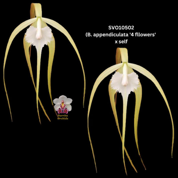 Cattleya Orchid Species SVO 10502t (B. cucullata '4' x self)