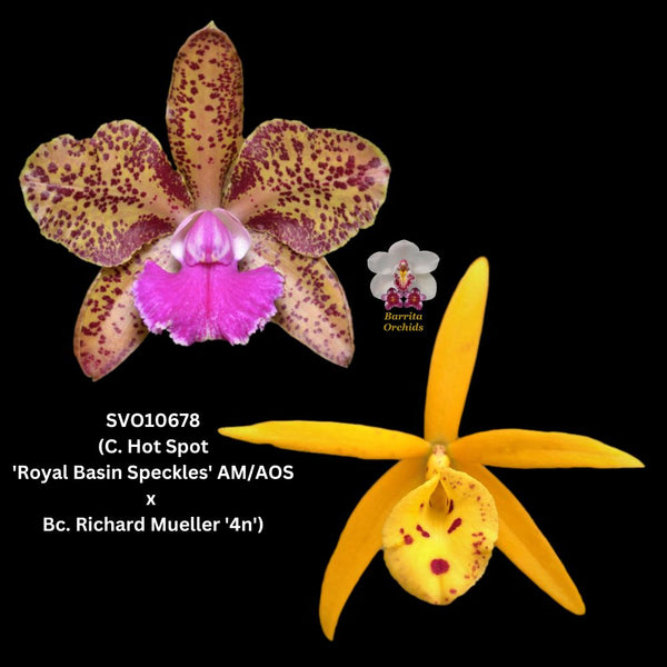 Cattleya Orchid Hybrid SVO10678 (C. Hot Spot 'Royal Basin Speckles' AM/AOS x Bl. Richard Mueller '4n')