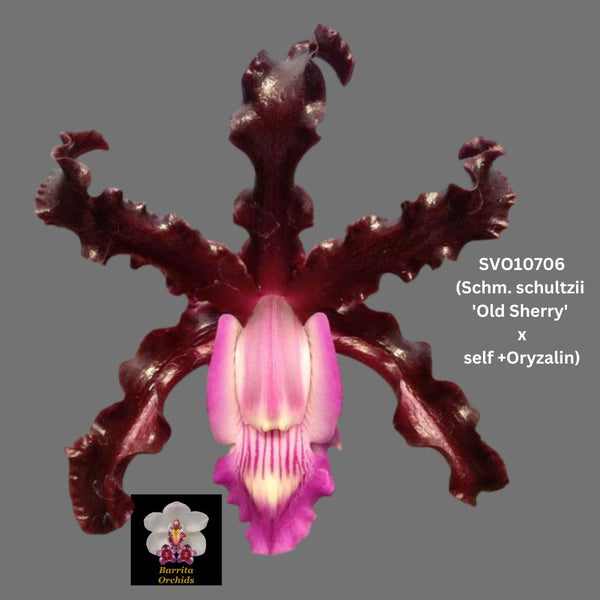 Cattleya Orchid Species SVO10706t (Schom. schultzei 'Old Sherry' x self)