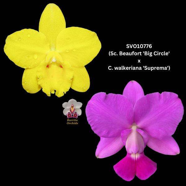 Cattleya Orchid Hybrid SVO10776 (Sc. Beaufort 'Big Circle' x C. walkeriana 'Suprema')