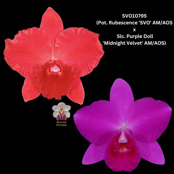Cattleya Orchid Hybrid SVO10795 (Pot. Rubescence 'SVO' AM/AOS x Slc. Purple Doll 'Midnight Velvet' AM/AOS)