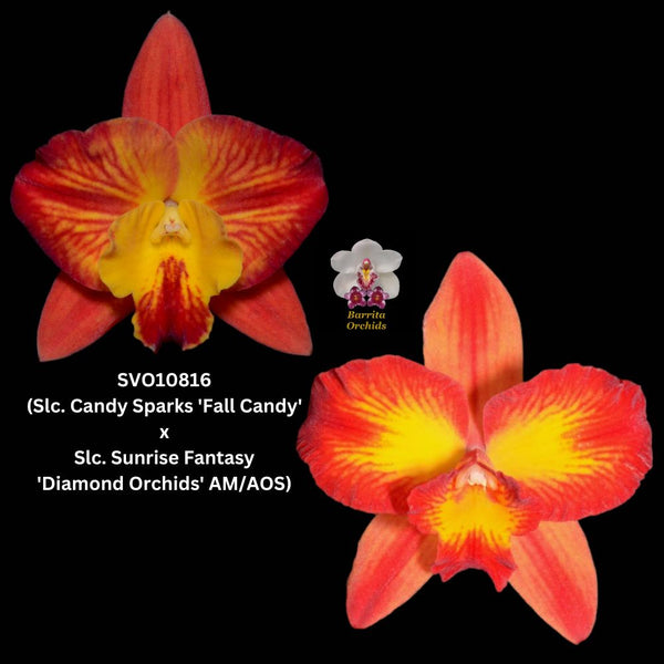 Cattleya Orchid Hybrid SVO10816 (Slc. Candy Sparks 'Fall Candy' x Slc. Sunrise Fantasy 'Diamond Orchids' AM/AOS)