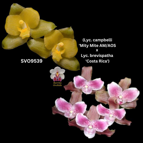 Lycaste Orchid Lyc. Birthday Girl (Lyc. campbellii 'Green Mite' AM/AOS x Lyc. brevispatha 'Costa Rica')