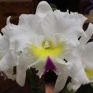 100mm Cattleya Orchid clone Rlc. (Orglade's Grand X Rlc. Mount Hood)