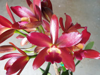 Cattleya orchid clone 100mm Ctt. Topaz Ruby Drop 'Radiant'