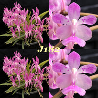 Orchid Seedling Ascofinetia Kaori 'Pink Beauty' x Aerides rosea 'Barrita'