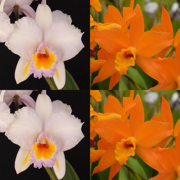 100mm Cattleya Orchid Seedling Pot. (Blc. Schroder's Love 'SVO' AM/AOS x Blc. Guess What 'SVO' AM/AOS)