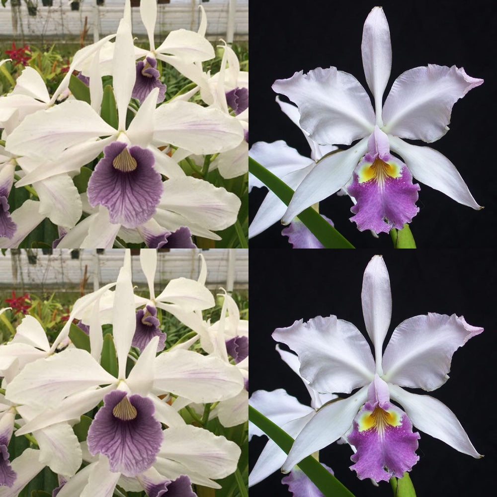 Cattleya Eximia (C. warneri frm. semi alba Showoff x C. purpurata El  Supremo)[Example of Virused Cattleya] : r/orchids