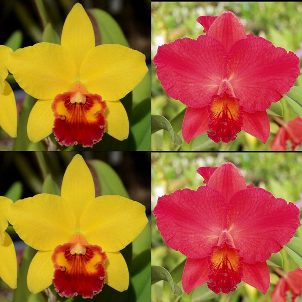 Cattleya Orchid Seedling Pot. Mark’s Valentine (Pot. Little Toshie 'Gold Country' AM/AOS x Slc. Circle of Life 'Red Halo' HCC/AOS)