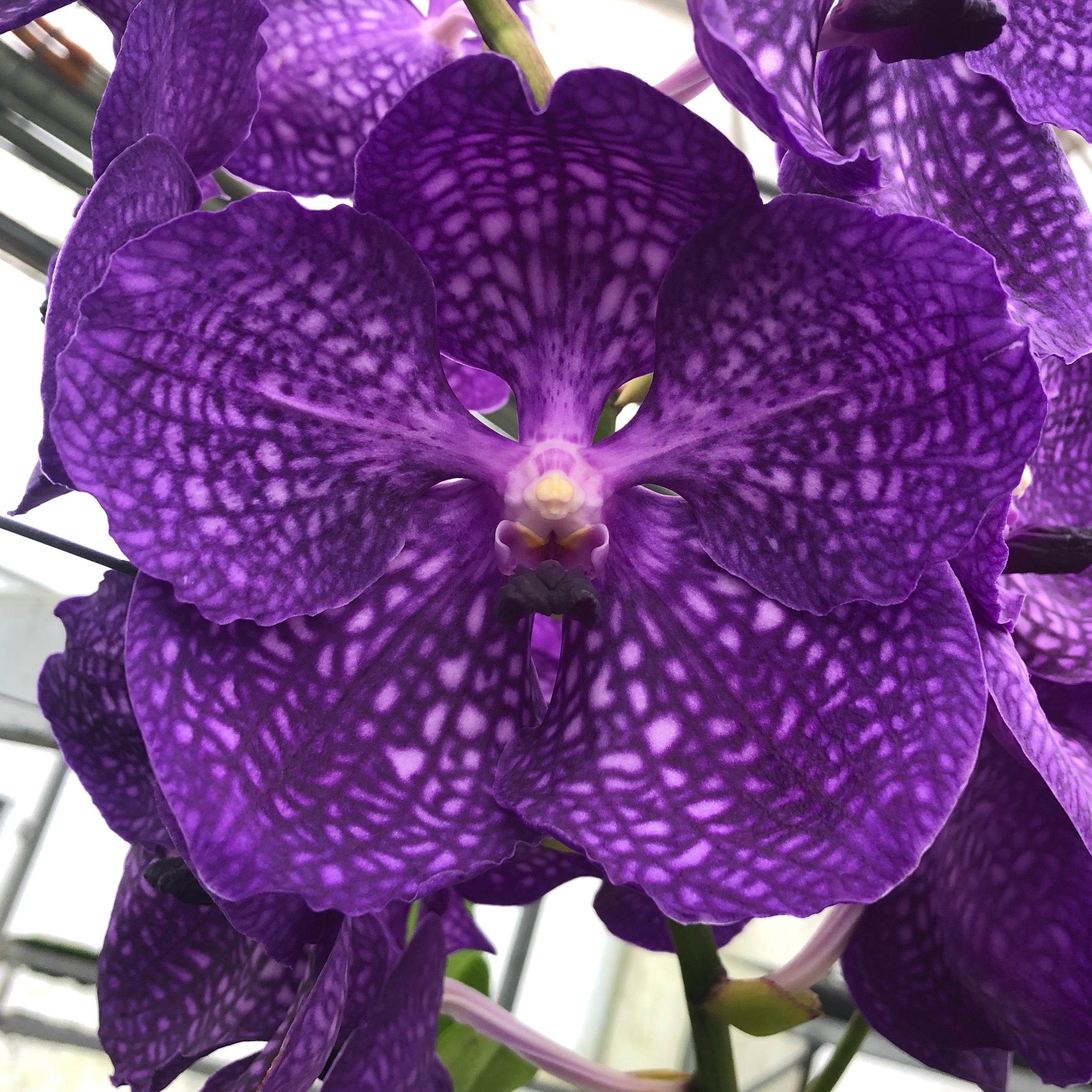Vanda – Barrita Orchids