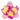 Cattleya