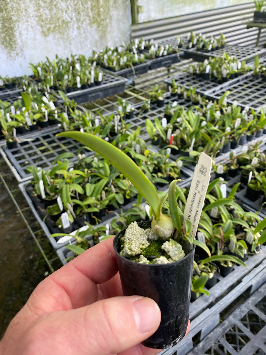 Cattleya seedlings in 50mm – Barrita Orchids