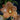 Flowering select Sarcochilus CC26/259