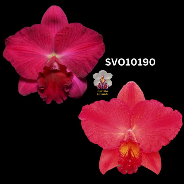 100mm Cattleya Orchid Seedling  SVO10190 (Pot. Ramon De Los Santos '4 Red Balloons' x Slc. Circle of Life 'Red Halo' HCC/AOS)