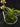 Flowering select Sarcochilus CC26/330