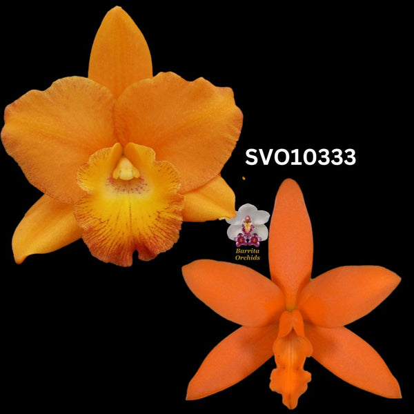 100mm Cattleya Orchid Seedling SVO10333 (Blc. Carolina Orange D'or 'Krull-Smith' AM/AOS x Lc. Trick or Treat 'Orange Magic' AM/AOS)