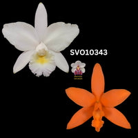 Cattleya Orchid Seedling SVO10343 C. Dubiosa 'Scully's' HCC/AOS x Lc. Trick or Treat 'Orange Magic' AM/AOS)