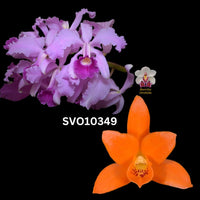 Cattleya Orchid Seedling SVO10349 (C. lawrenceana 'SVO 16' x C. aurantiaca 'Gold Country' 4N)