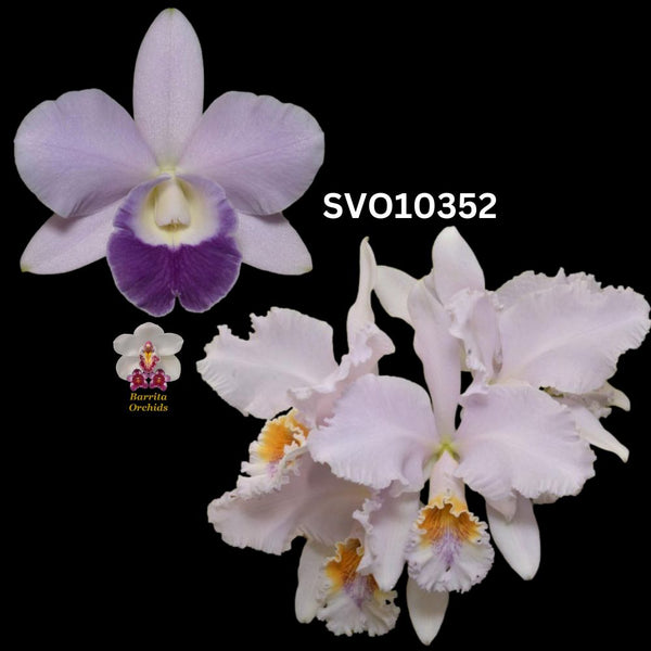 Cattleya Orchid Seedling SVO 10352 (Lc. Mini Purple ‘Coerulea 4n’ x C. mossiae f. coerulea '4n')