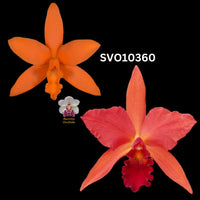 Cattleya Orchid Seedling SVO10360 (Lc. Trick or Treat 'Orange Magic' AM/AOS x Lc. Spring Fires 'Lenette #3'
