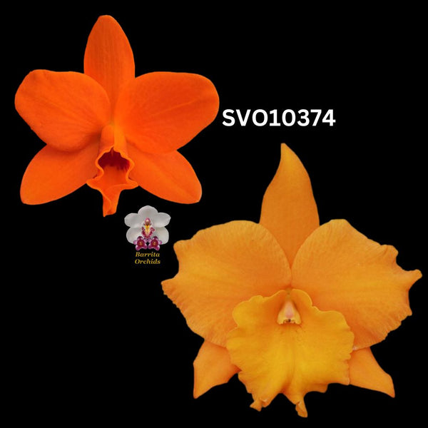 Cattleya Orchid Seedling SVO 10374 (Blc. Shinfong Little Sun 'Gold Satisfaction'  x Blc. Hawaiian Discovery 'Fluorescent Orange' HCC/AOS)