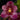 Flowering select Sarcochilus CC26/317