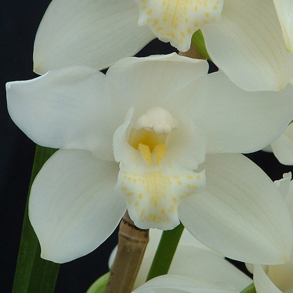 100mm Cymbidium Orchid clone Cym. Kulnura Snow 'White Dream'