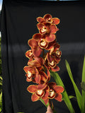 Cymbidium Orchid clone Cym. Barrita Toffee 'Orange Glow'