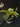 Flowering select Sarcochilus CC26/303