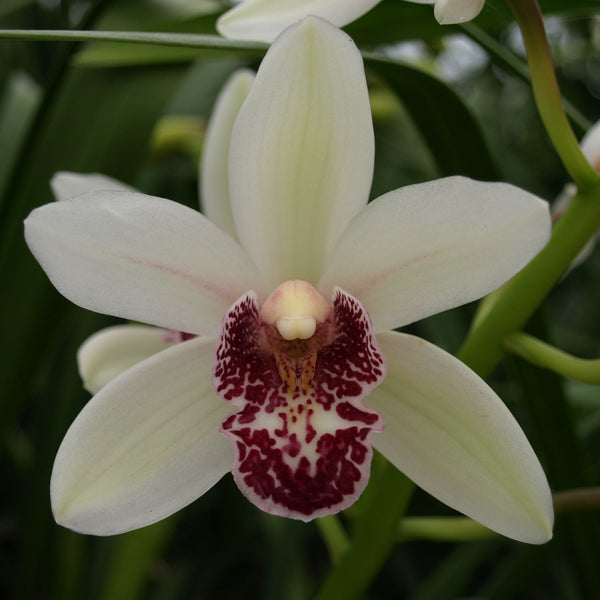 100mm Cymbidium Orchid clone Cym. Barrita Sabre 'Bold'