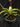 Flowering select Sarcochilus CC26/326