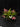 Flowering select Sarcochilus CC26/335