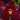 Flowering select Sarcochilus CC26/261