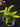 Flowering select Sarcochilus CC26/315