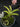 Flowering select Sarcochilus CC26/244