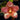 Flowering select Sarcochilus CC26/302