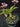 Flowering select Sarcochilus CC26/266