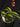 Flowering select Sarcochilus CC26/333