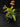 Flowering select Sarcochilus CC26/320