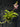 Flowering select Sarcochilus CC26/264